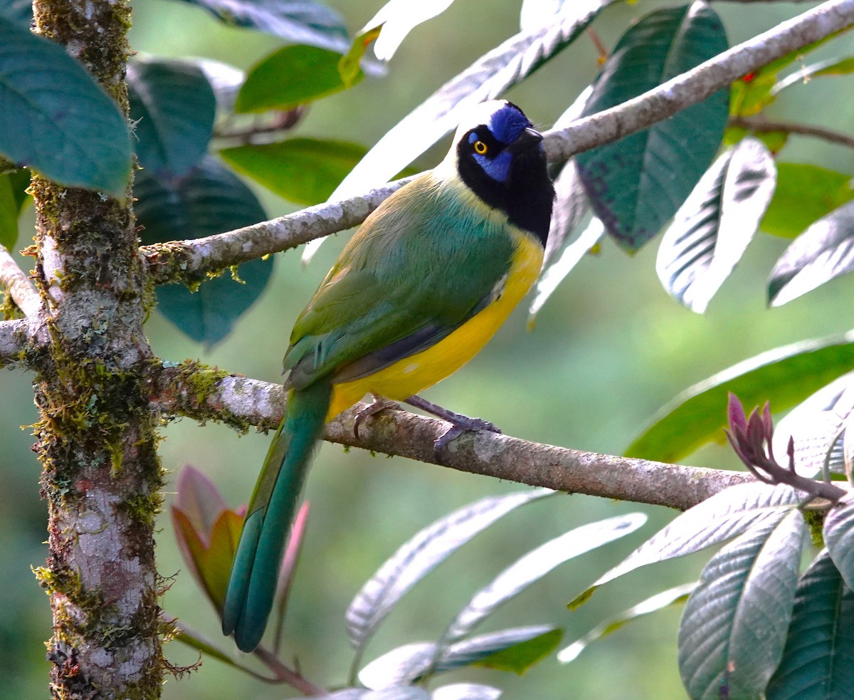 Green Jay - ML611670121