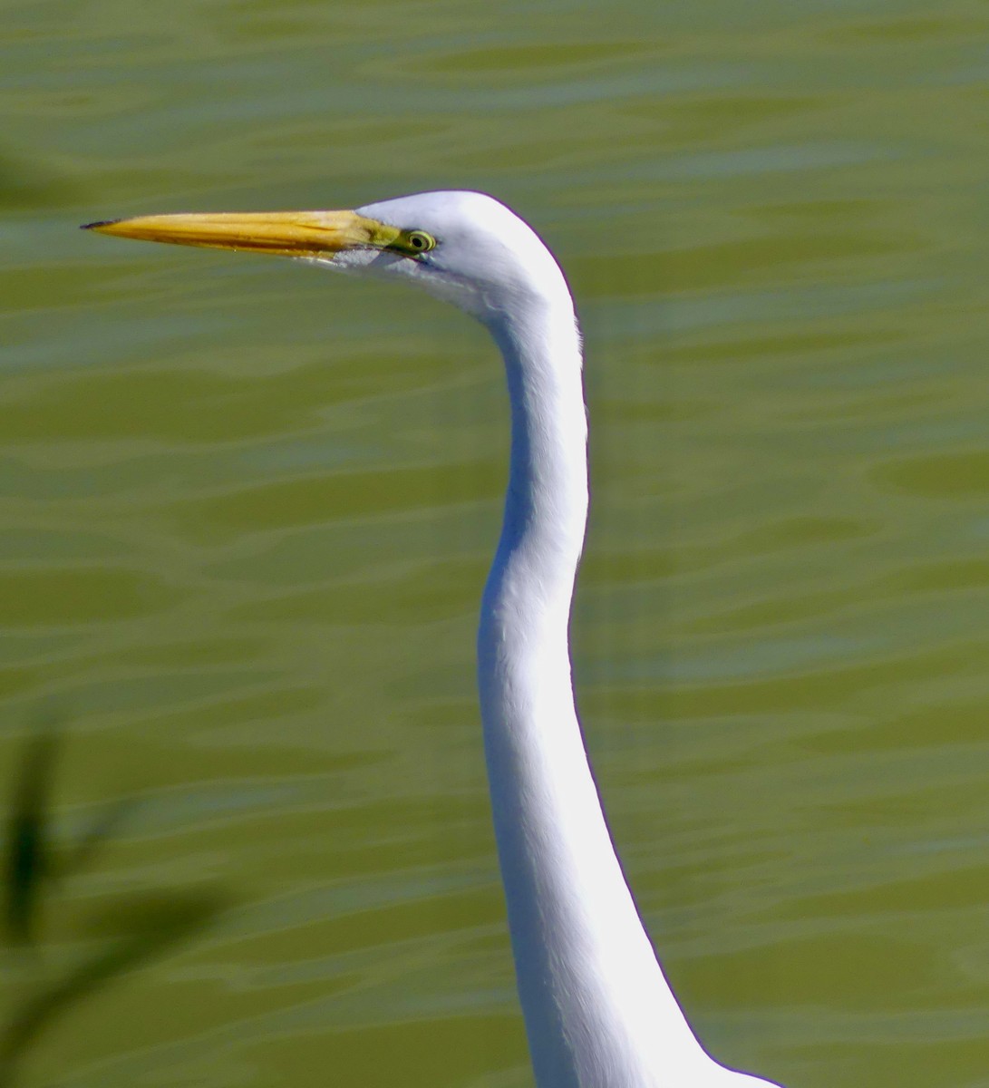 Great Egret - ML611670168