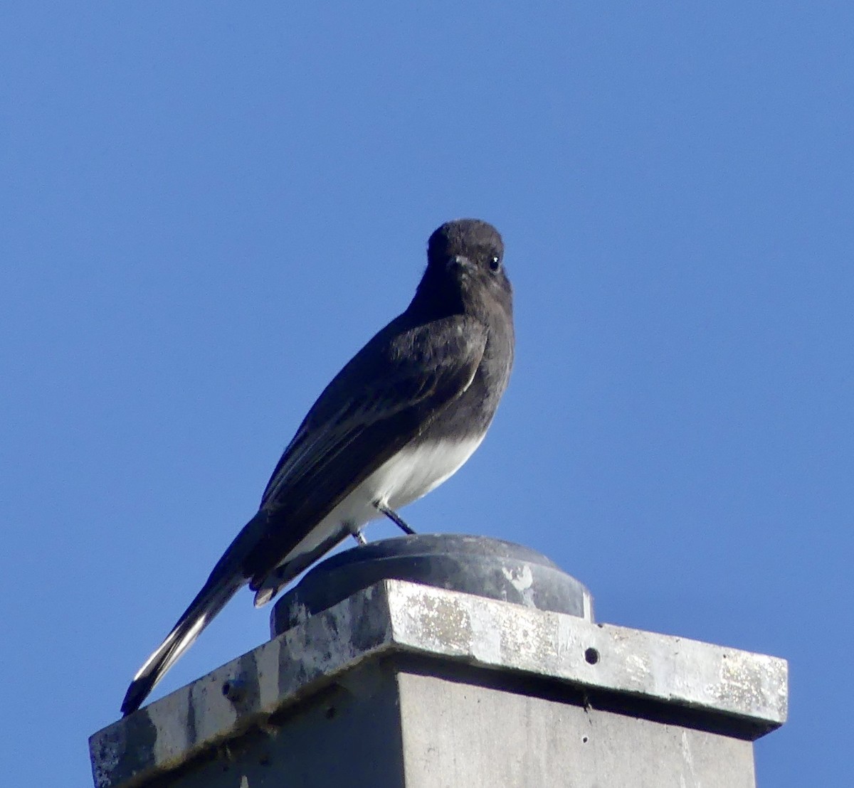 Black Phoebe - ML611670175