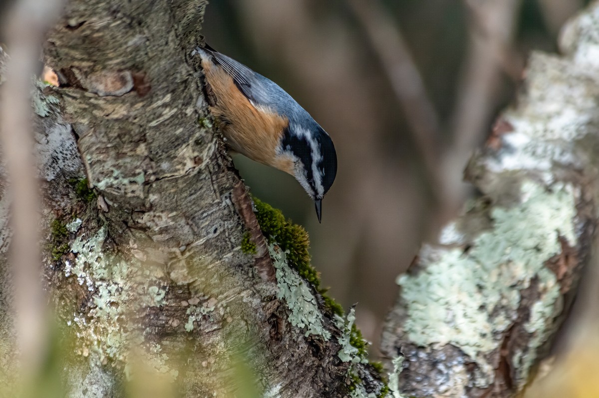 Red-breasted Nuthatch - ML611670182