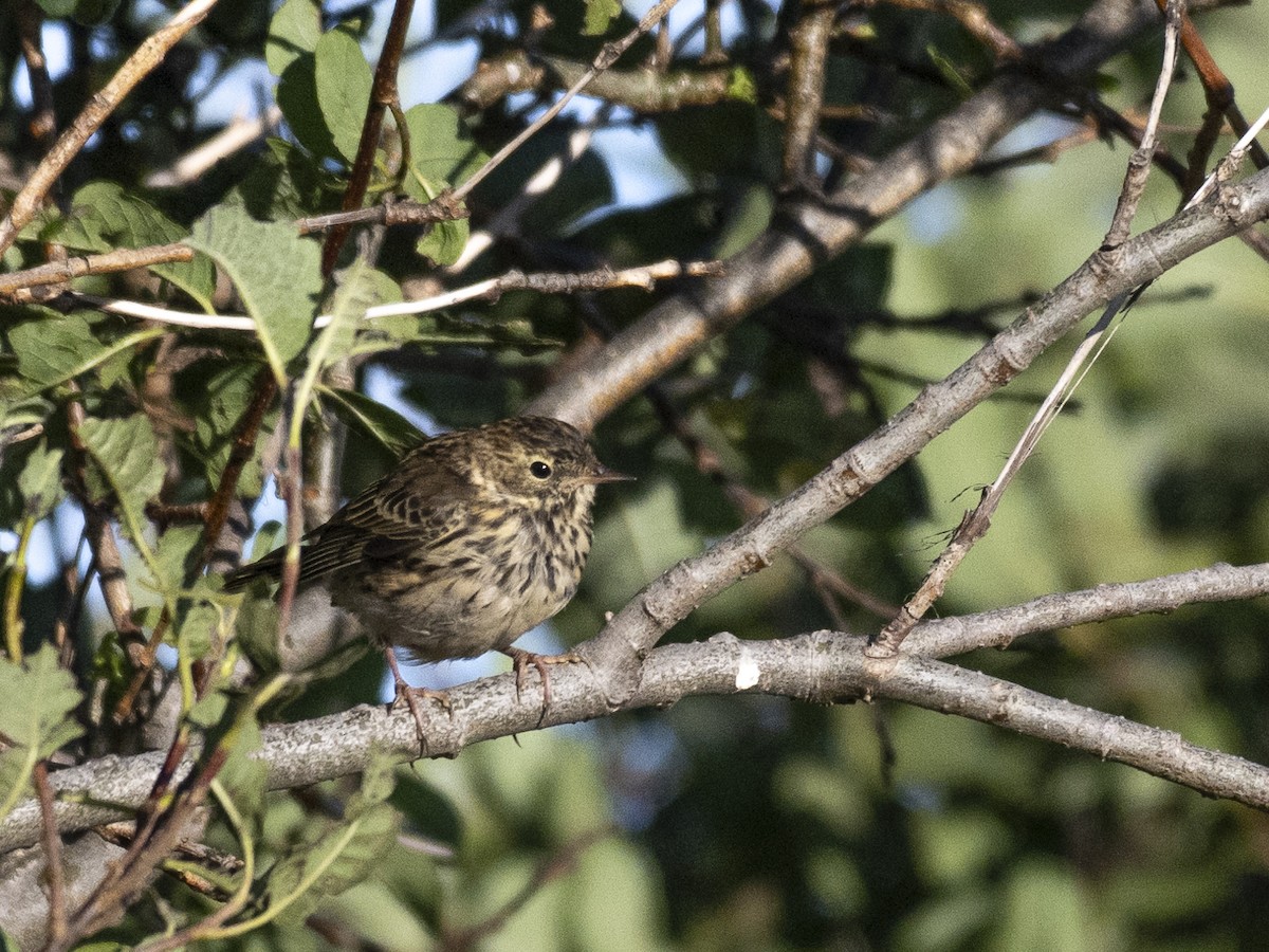 Meadow Pipit - ML611670196