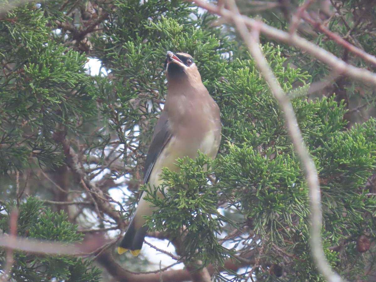 Cedar Waxwing - ML611670333