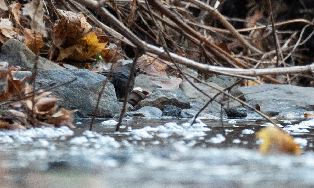 Rusty Blackbird - ML611670460