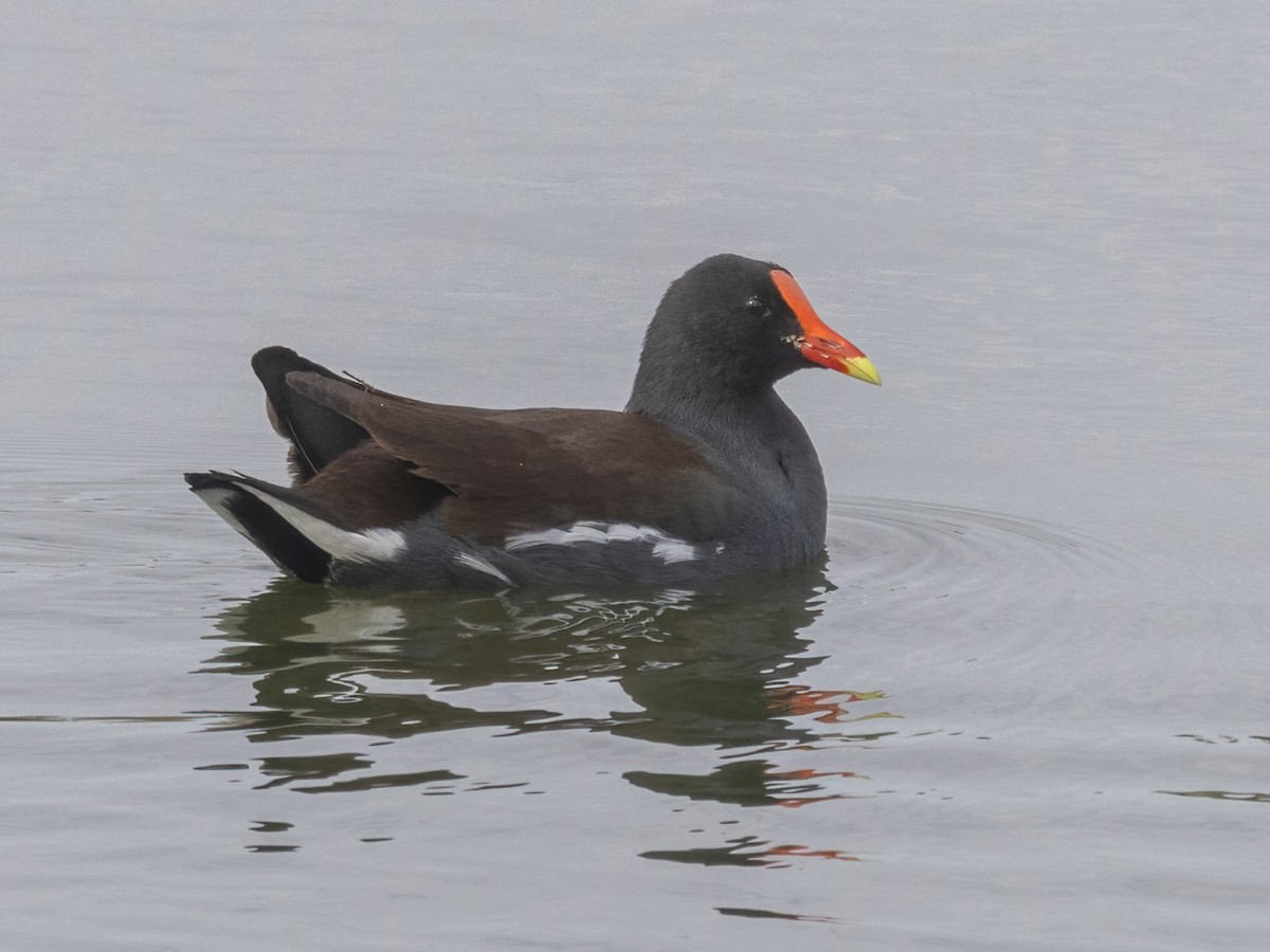 Common Gallinule - ML611670485