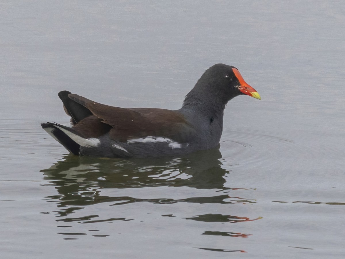 Common Gallinule - ML611670486