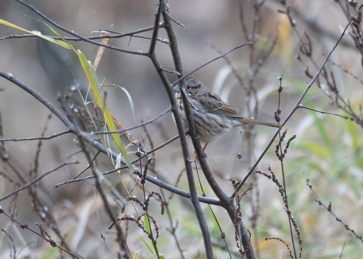 Song Sparrow - ML611670489