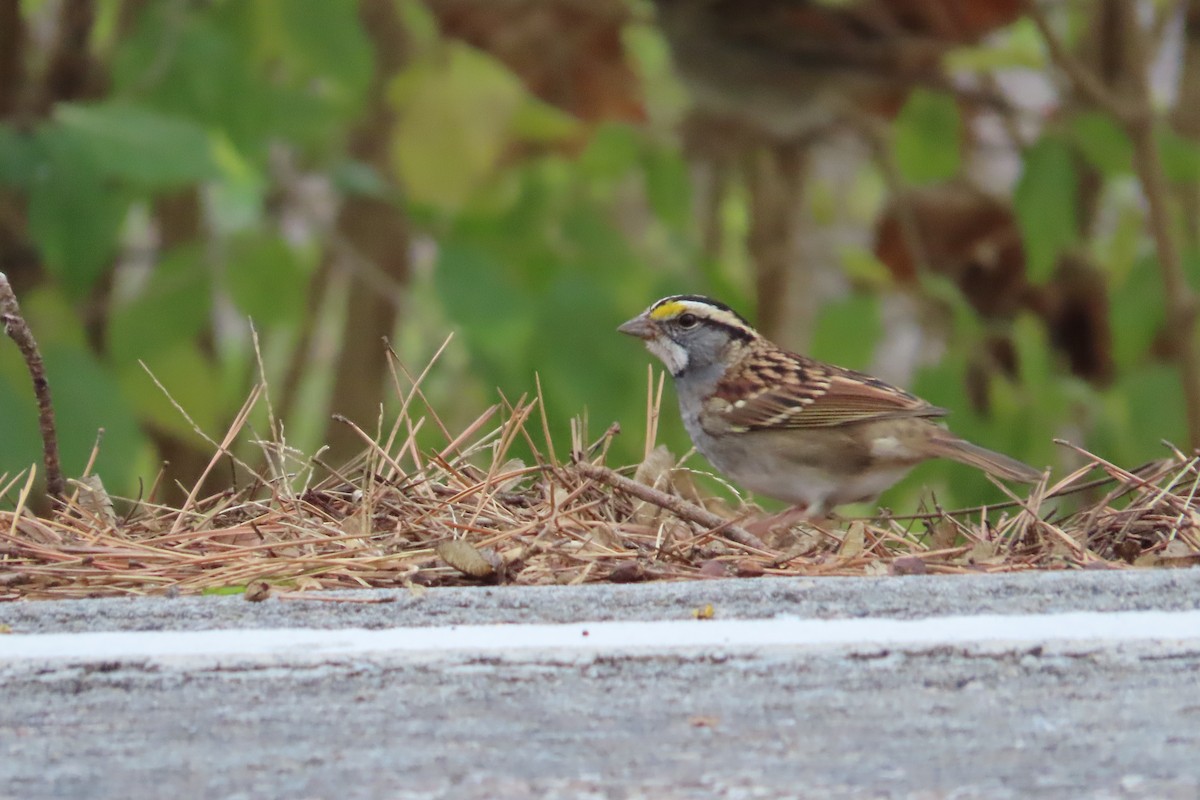 White-throated Sparrow - ML611670490
