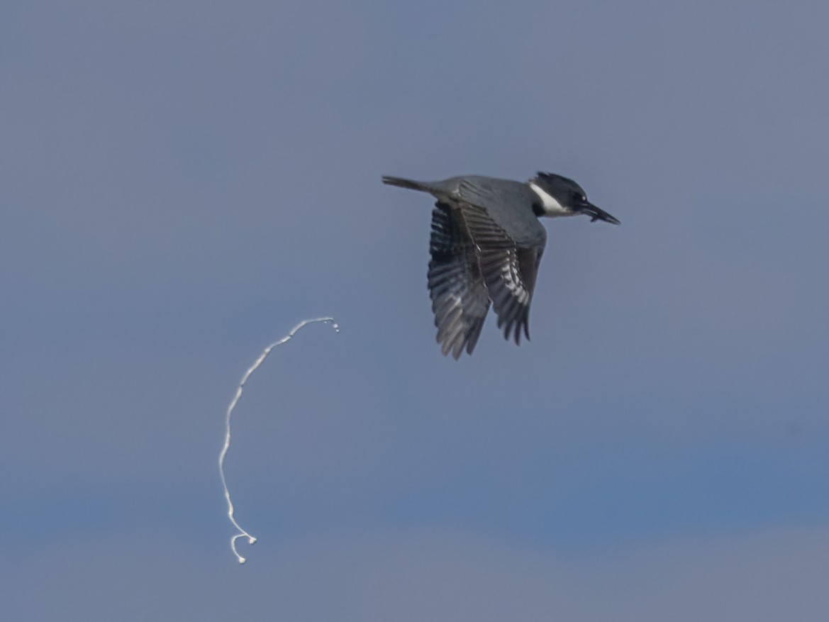 Belted Kingfisher - ML611670493