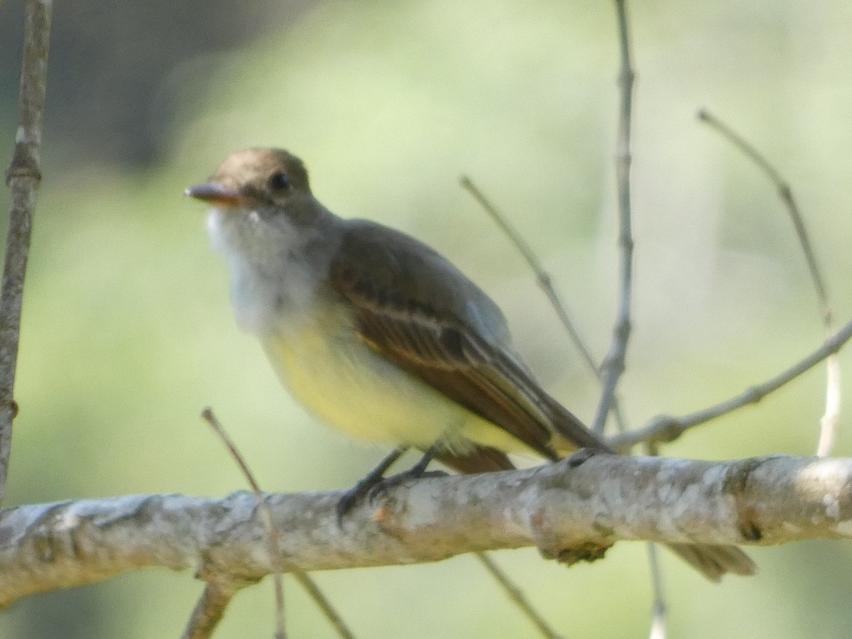 Swainson's Flycatcher - ML611670496
