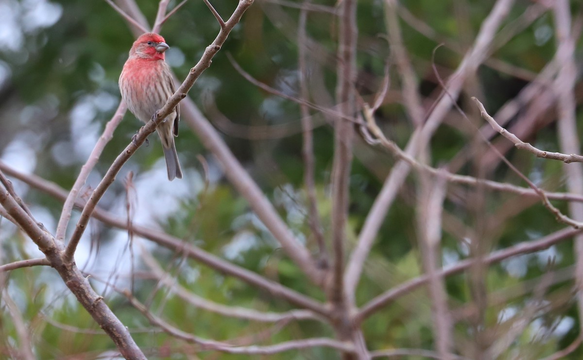 House Finch - ML611670503