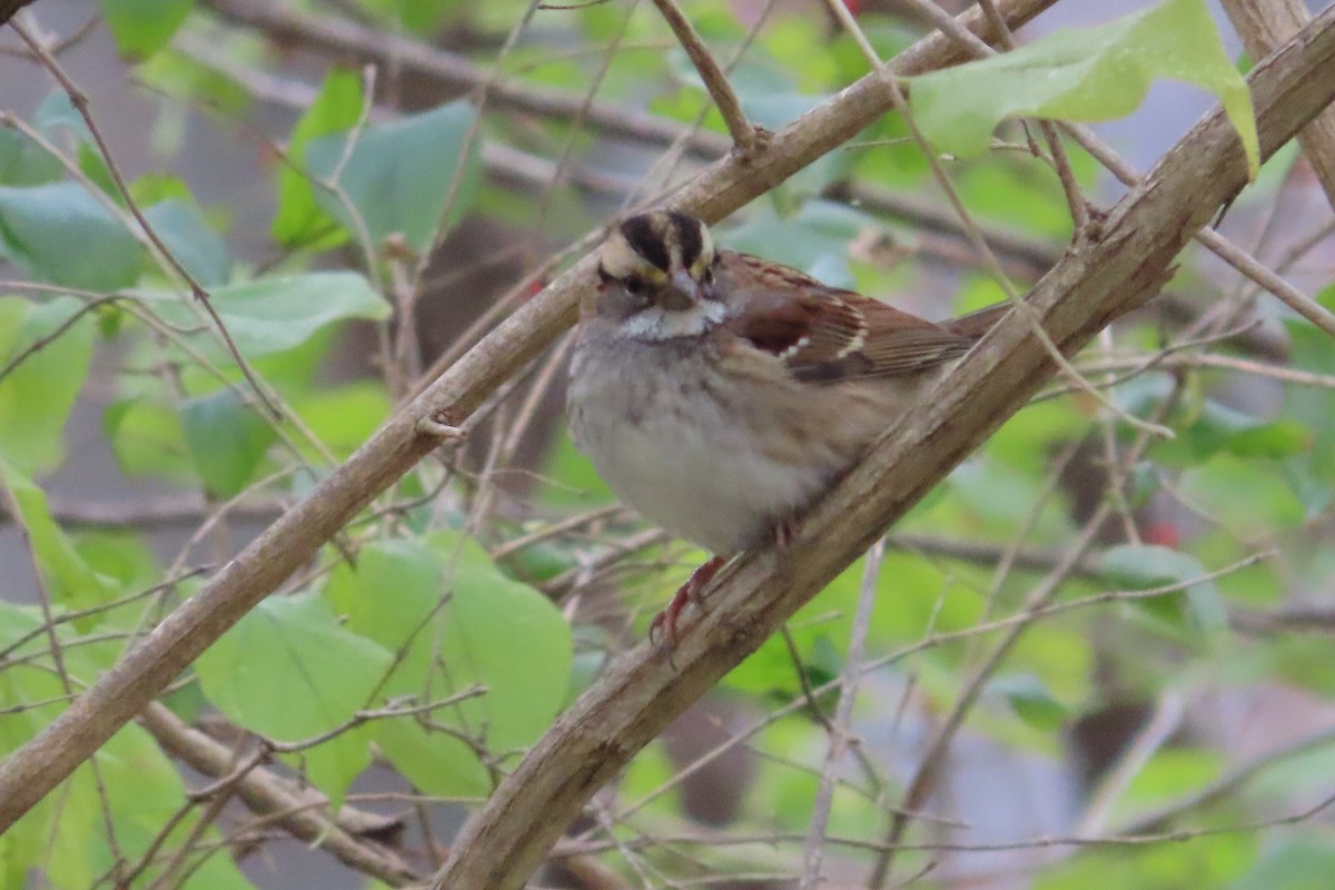 White-throated Sparrow - ML611670504