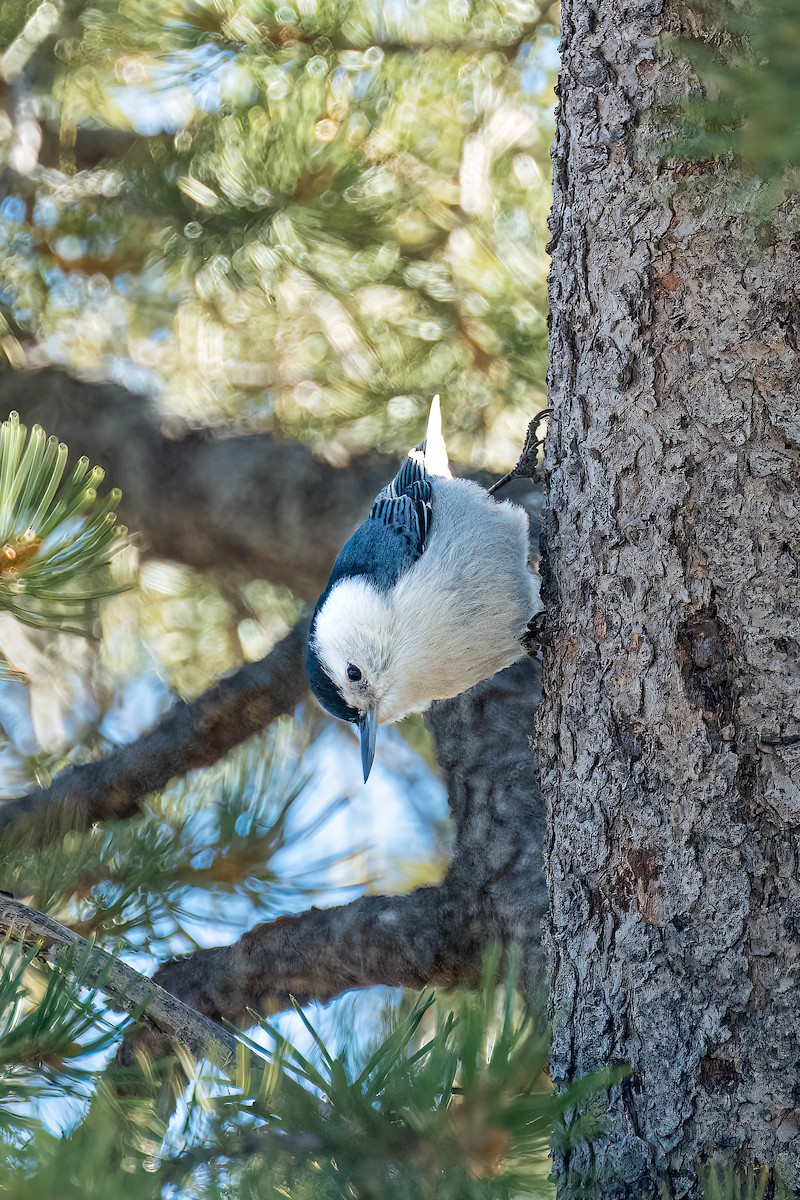White-breasted Nuthatch - ML611671080