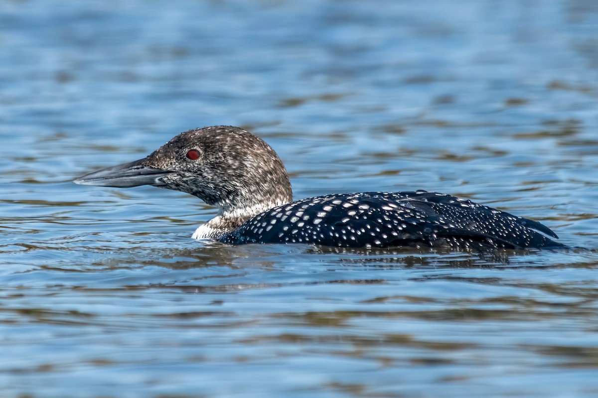 Common Loon - ML611671178