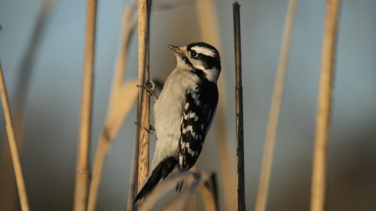 Downy Woodpecker (Eastern) - ML611671196