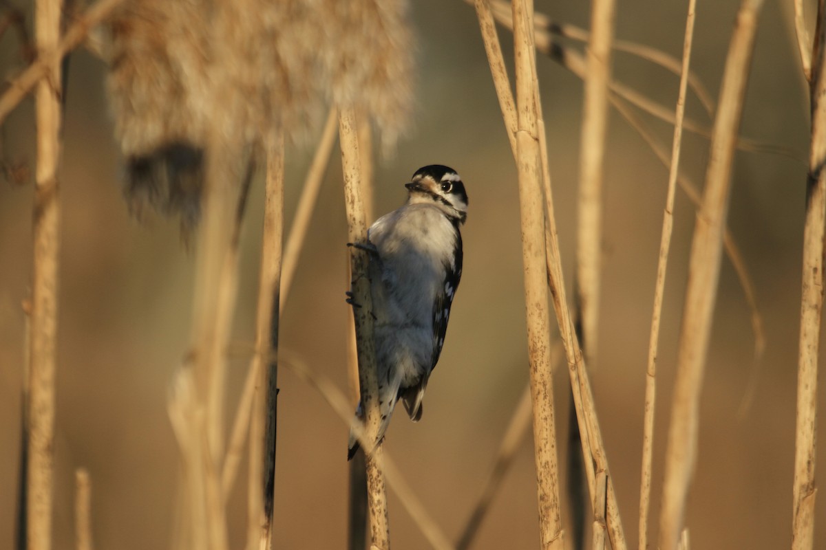 Downy Woodpecker (Eastern) - ML611671198