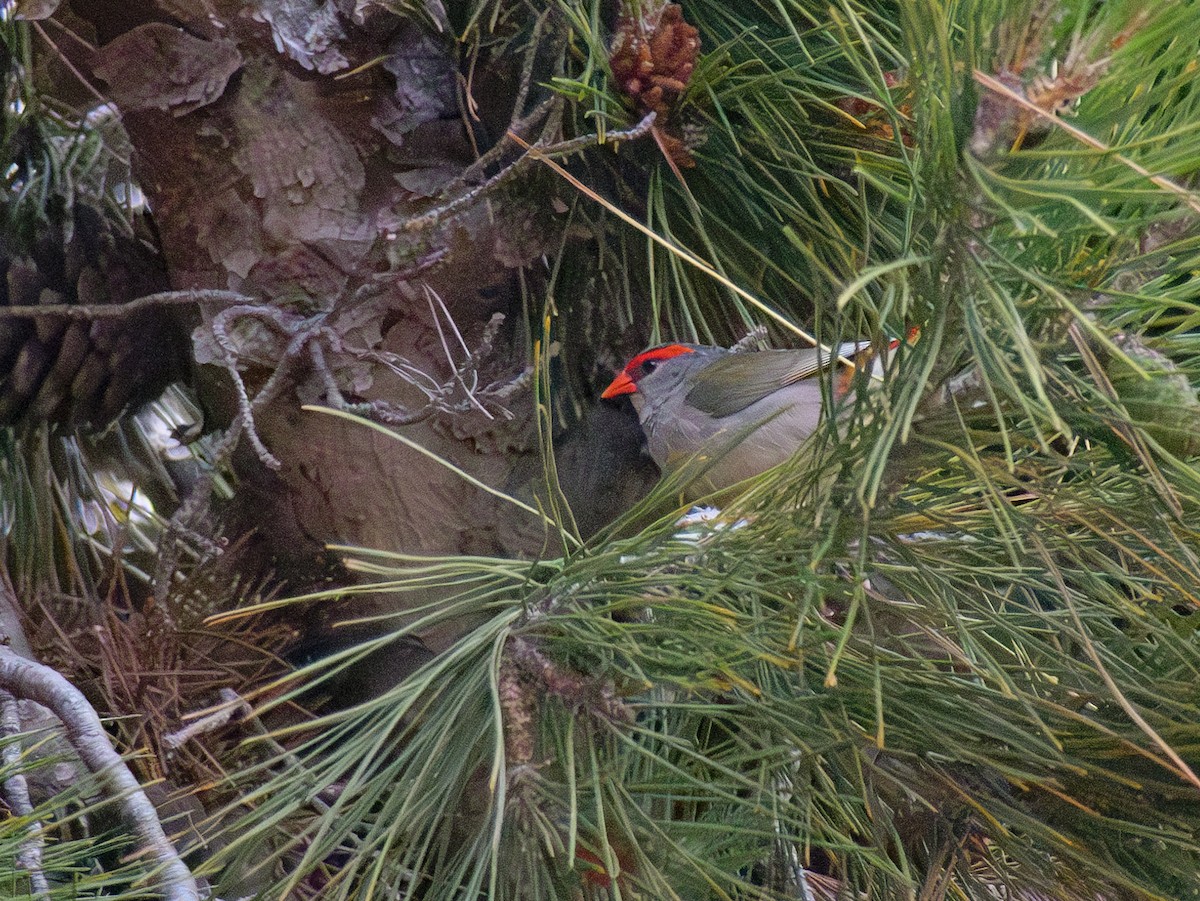 Red-browed Firetail - ML611671278