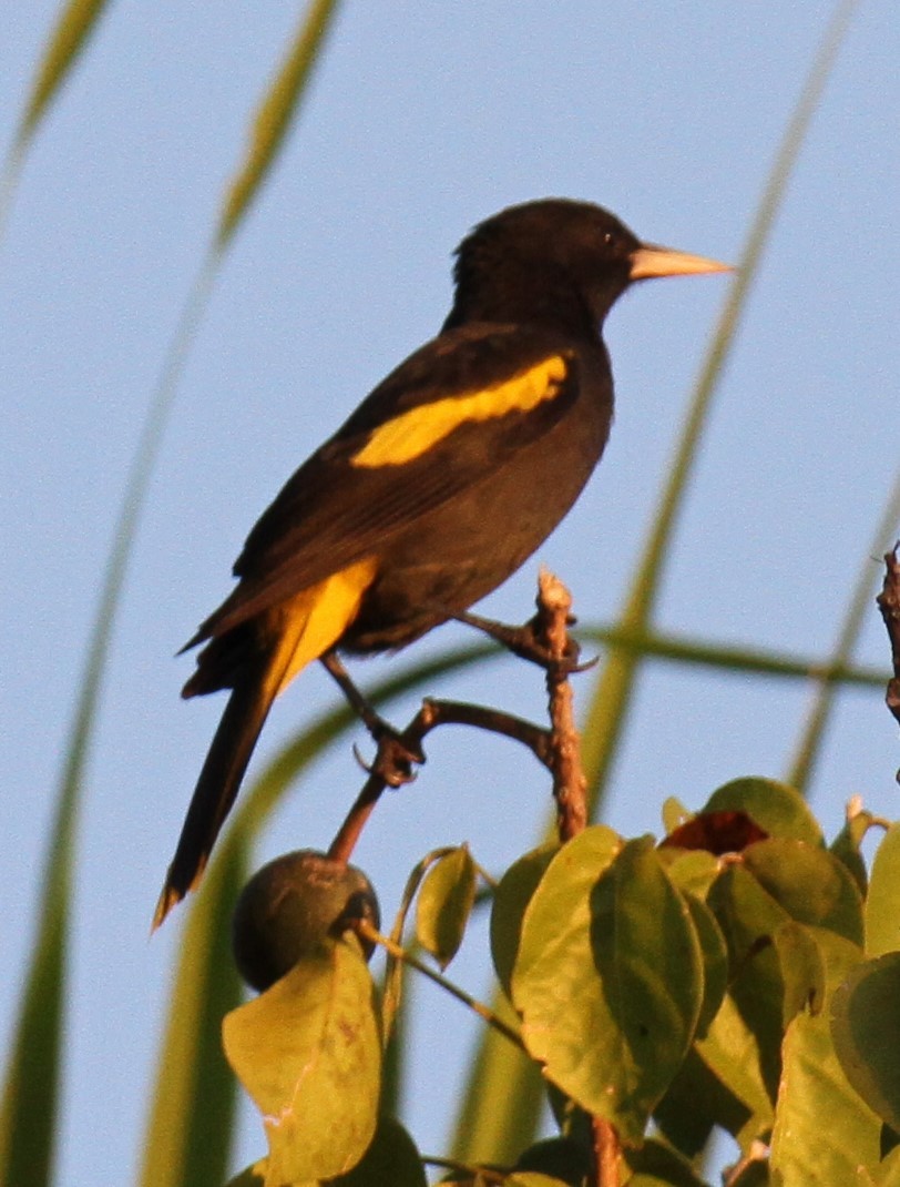 Yellow-winged Cacique - ML611671378
