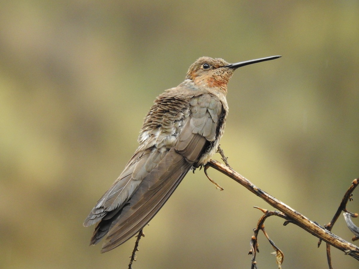 Giant Hummingbird - Juan Carlos🦉 Crespo