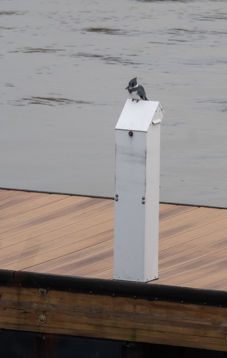 Martin-pêcheur d'Amérique - ML611671590