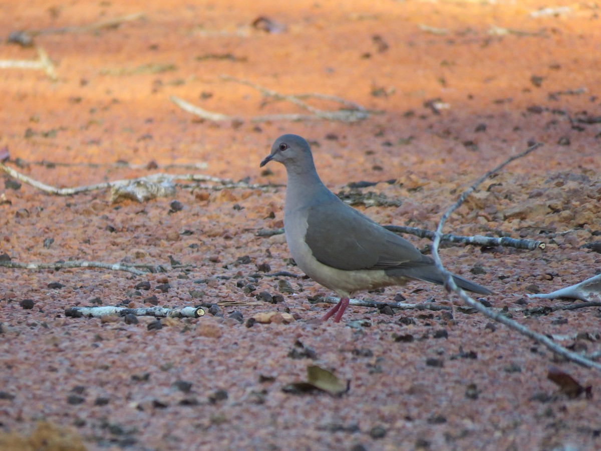 White-tipped Dove - Vincent Vos