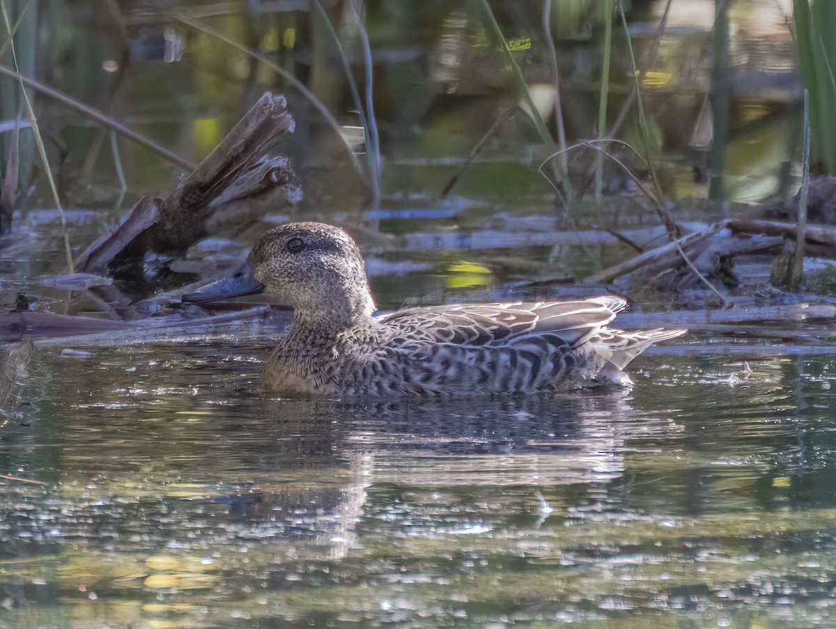 Green-winged Teal - ML611671868