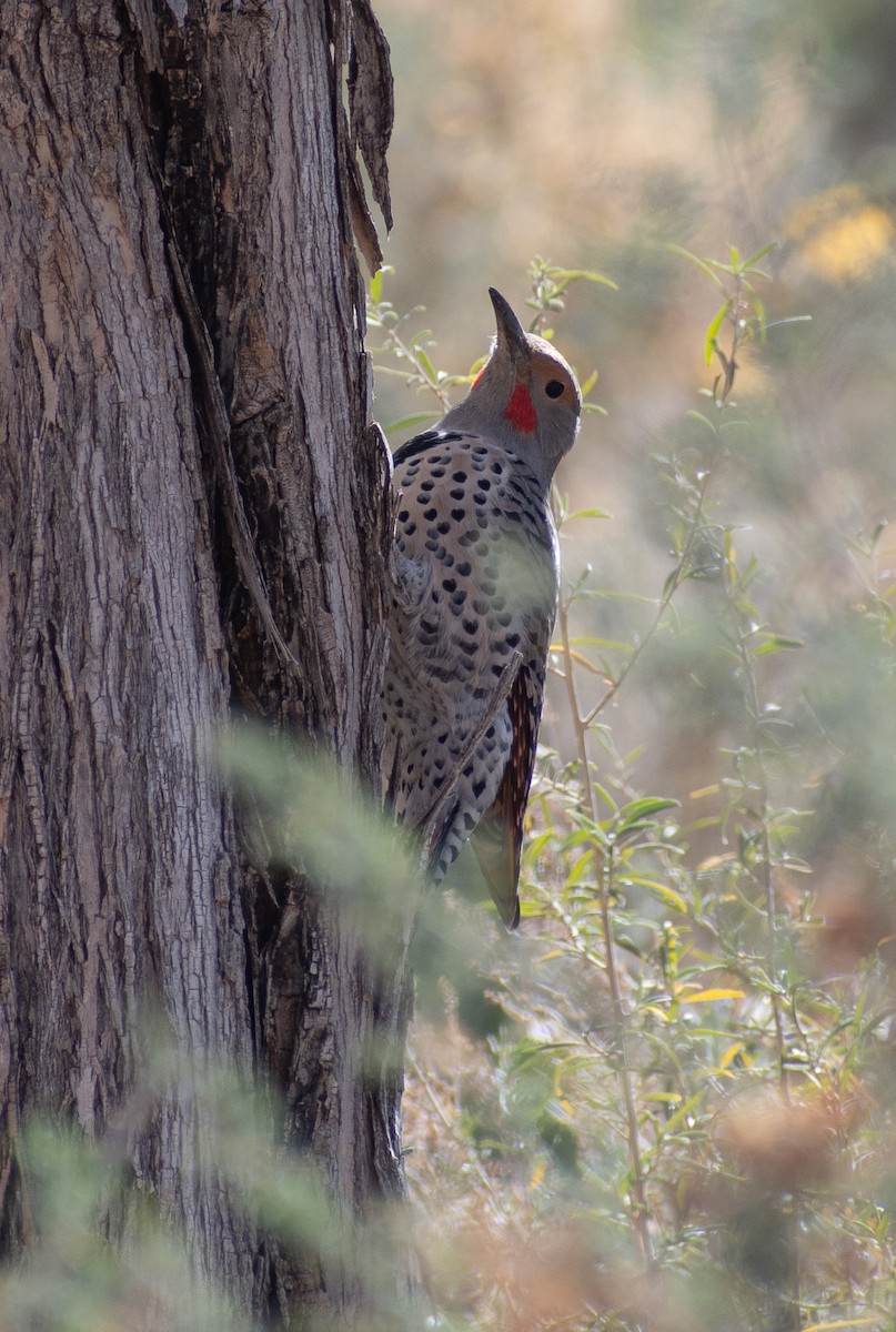 Northern Flicker (Red-shafted) - ML611672203