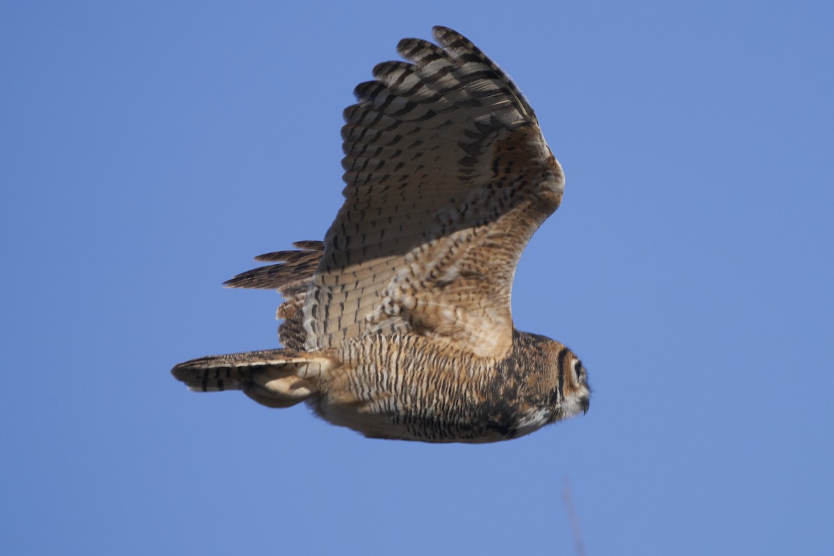 Great Horned Owl - ML611672210
