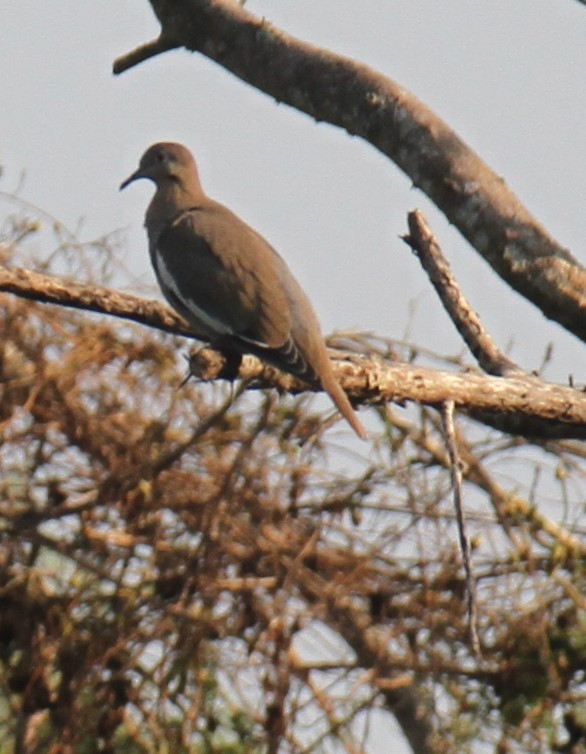 White-winged Dove - Stephen B. Brown