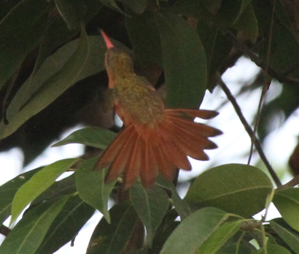 kolibřík ryšavý - ML611672317