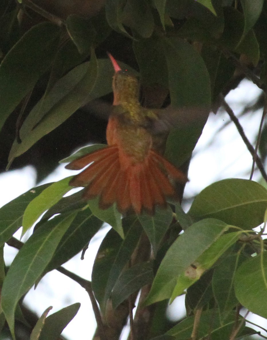 kolibřík ryšavý - ML611672318