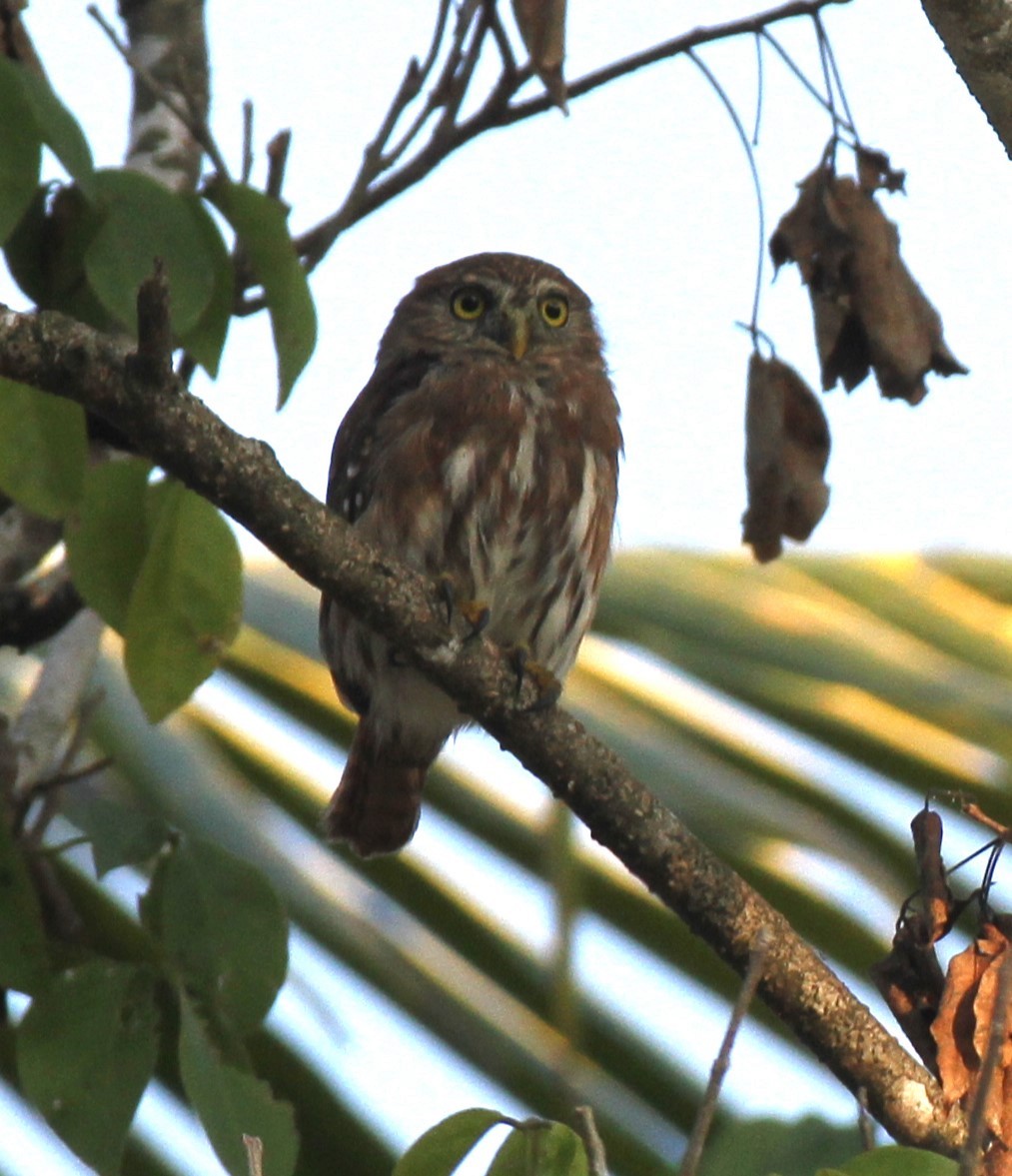 Ferruginous Pygmy-Owl - Stephen B. Brown