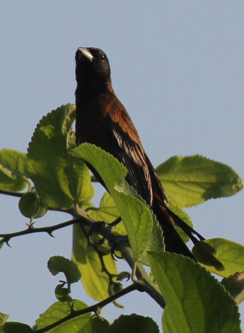 Orchard Oriole - Stephen B. Brown