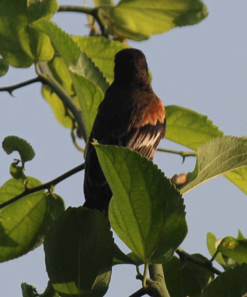 Orchard Oriole - Stephen B. Brown