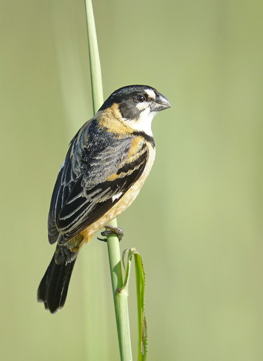 Rusty-collared Seedeater - ML611672831