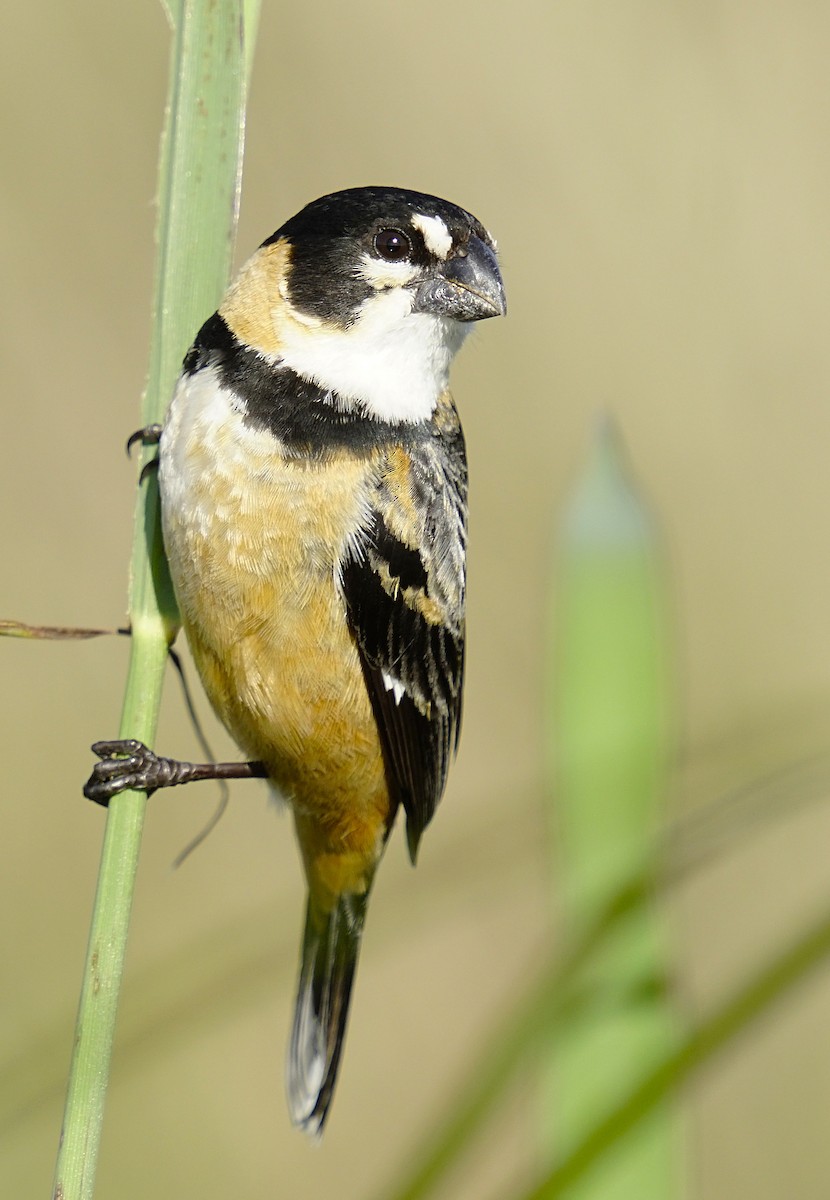 Rusty-collared Seedeater - ML611672832