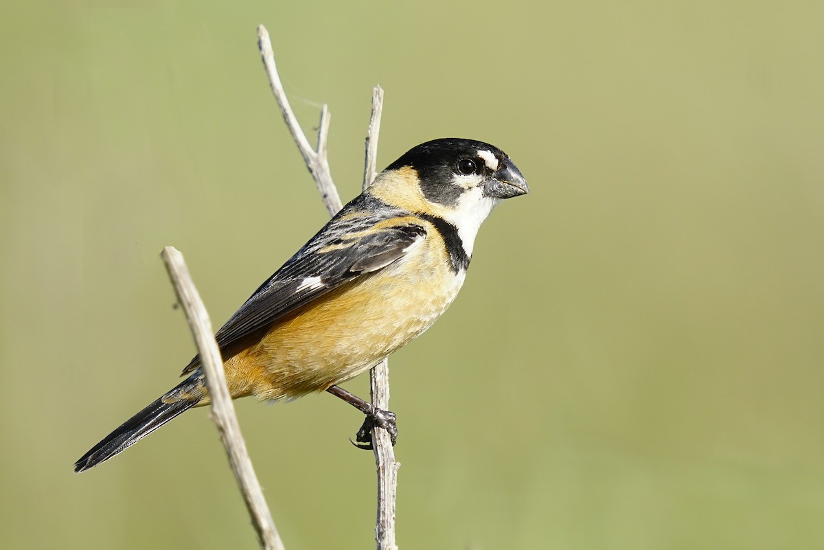 Rusty-collared Seedeater - ML611672834