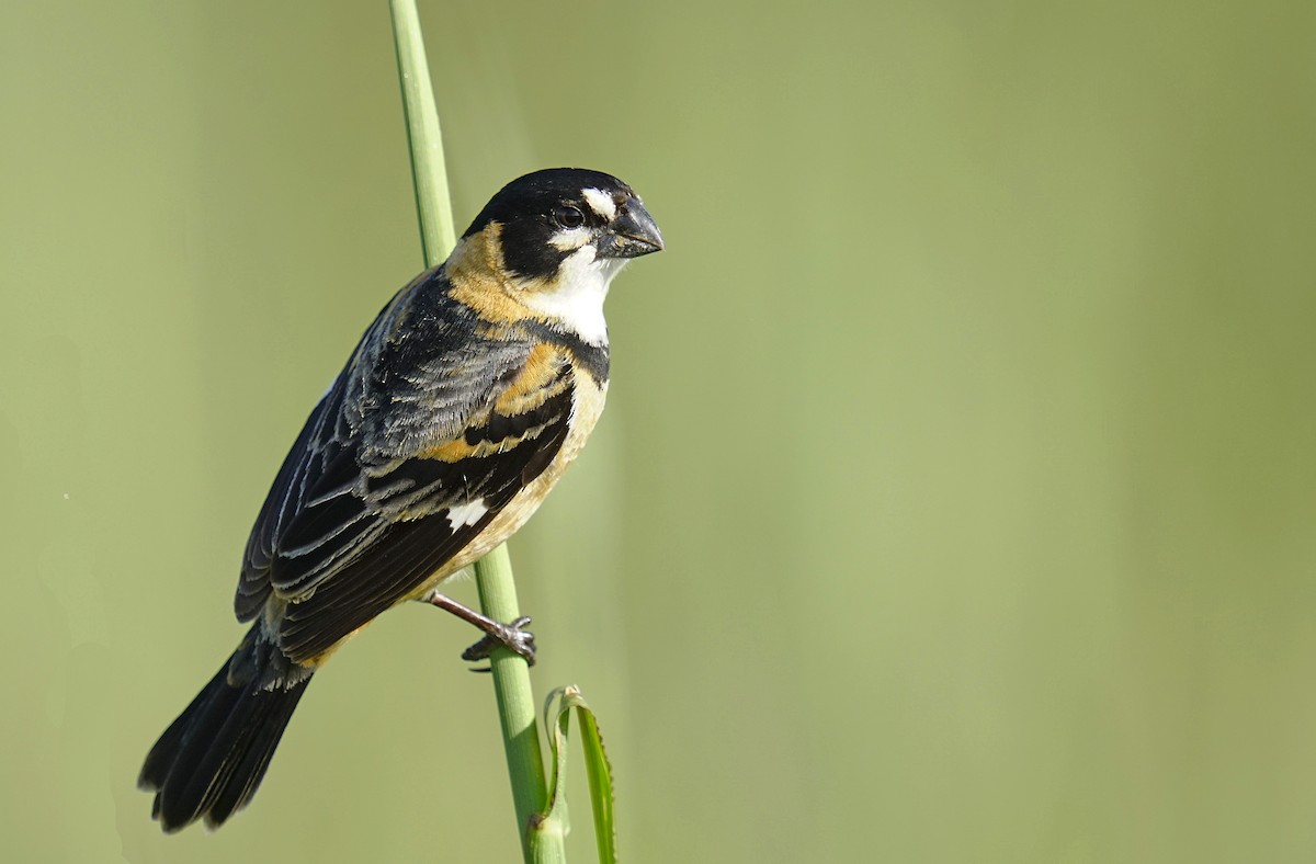Rusty-collared Seedeater - ML611672837