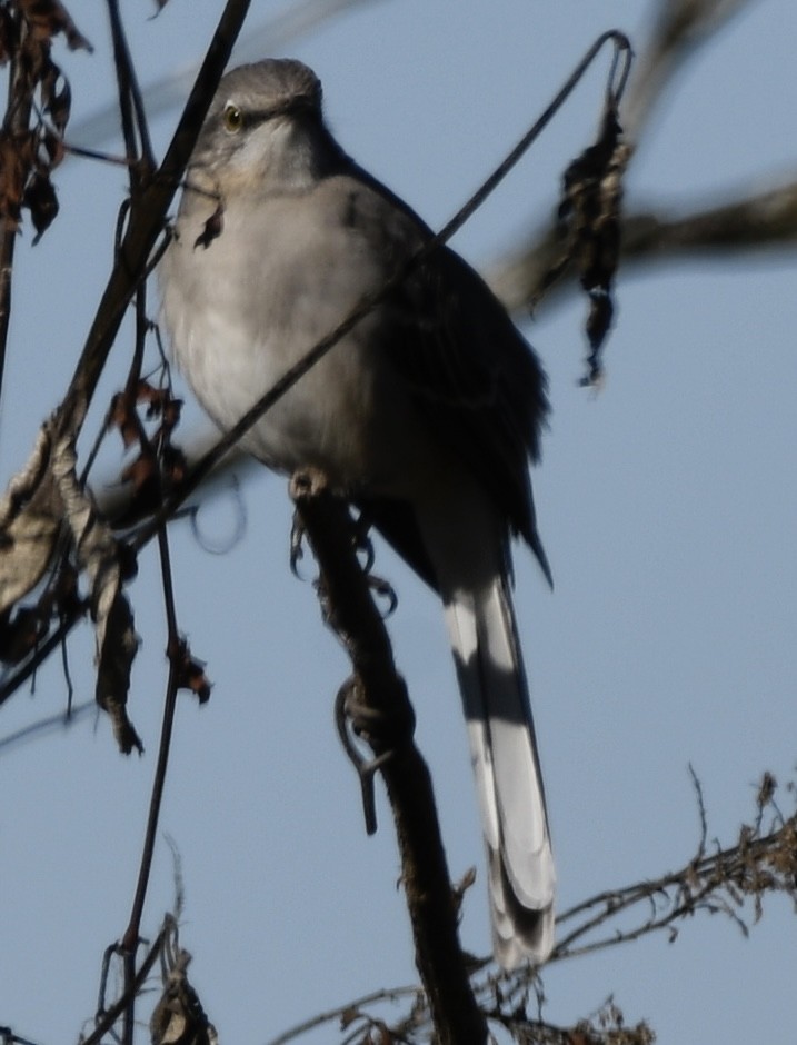 sangspottefugl - ML611672914