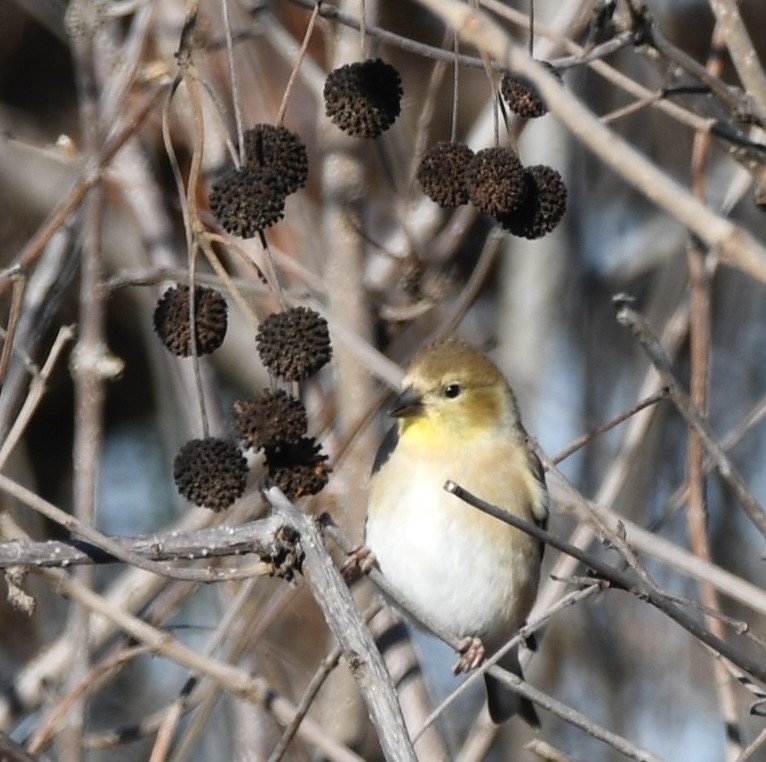 gulstillits - ML611672922