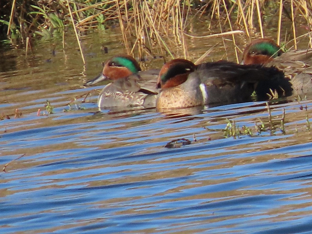 Green-winged Teal - ML611673103