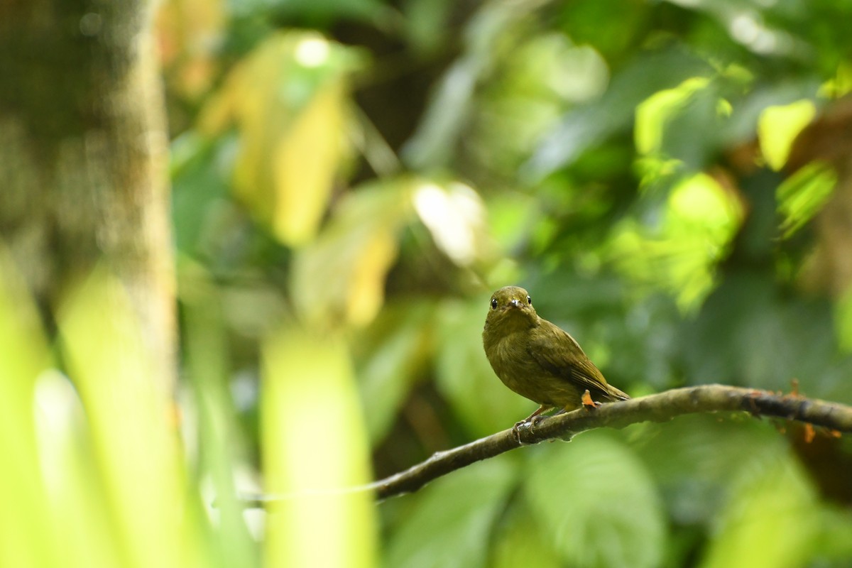 Red-capped Manakin - ML611673206