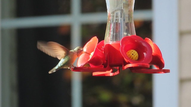 Broad-tailed Hummingbird - ML611673315