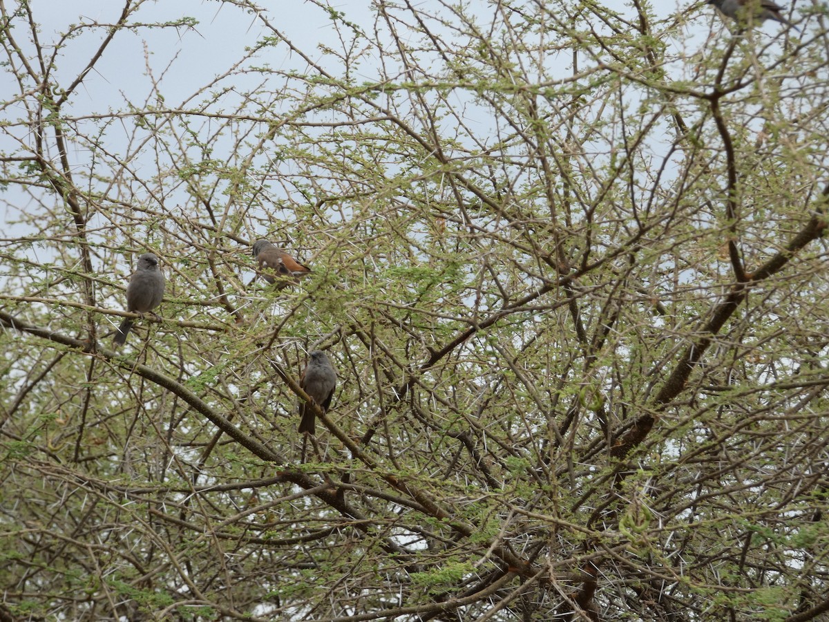 Parrot-billed Sparrow - ML611673505