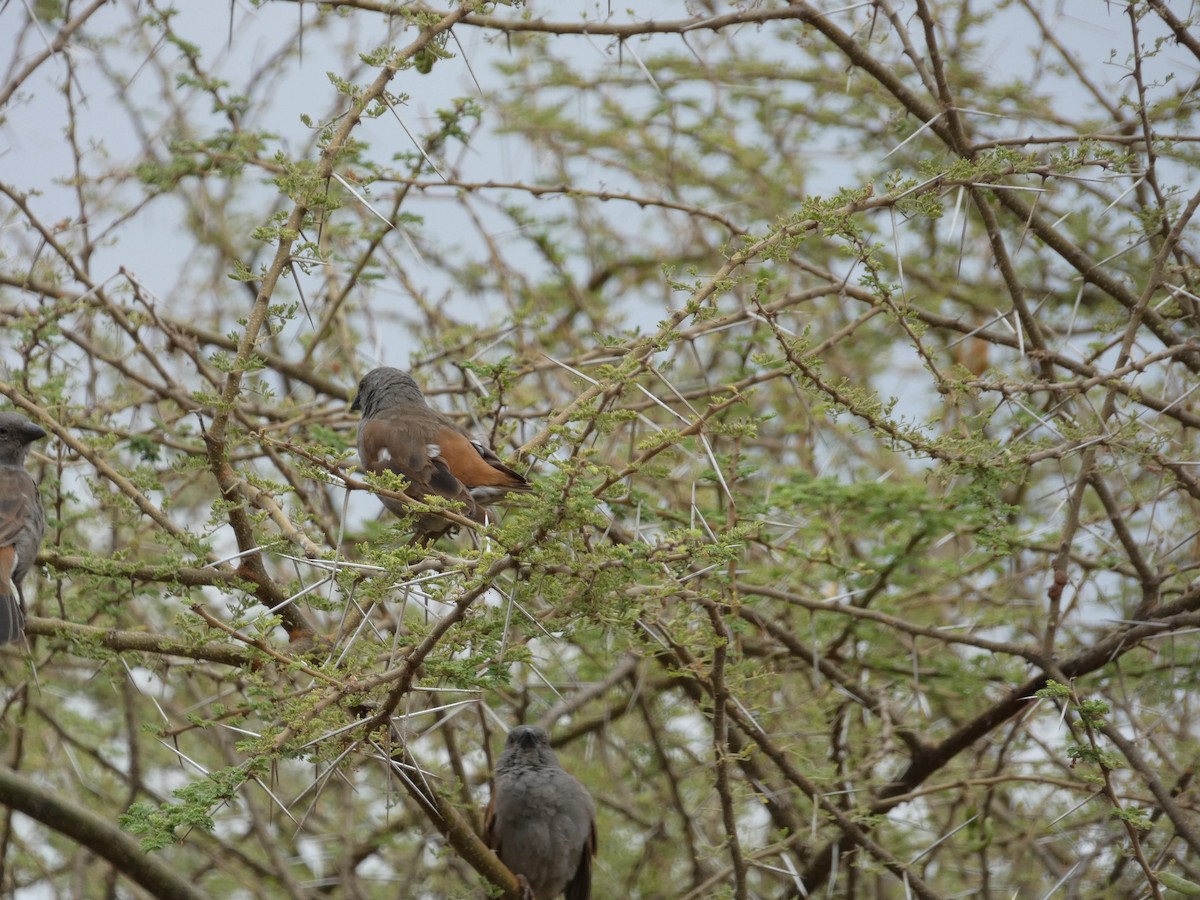 Parrot-billed Sparrow - ML611673506