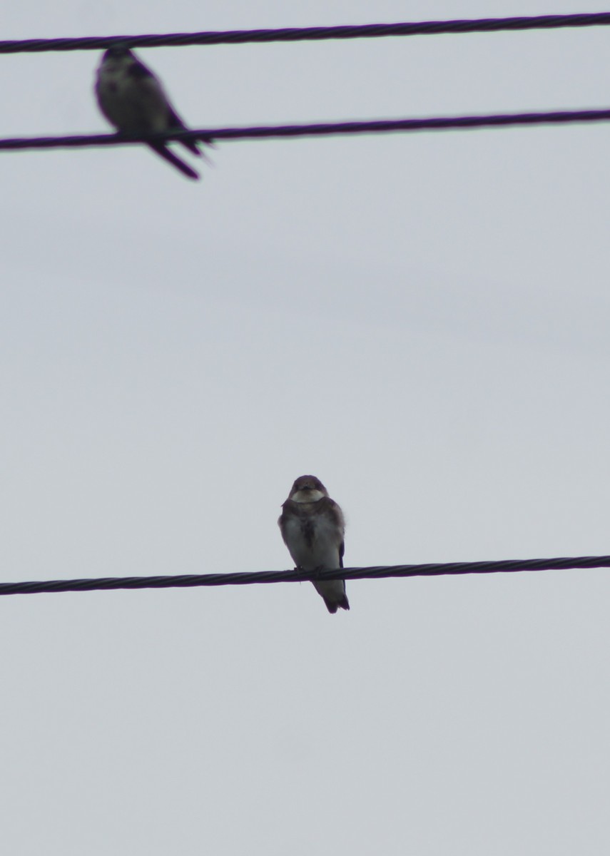 Bank Swallow - ML611673686