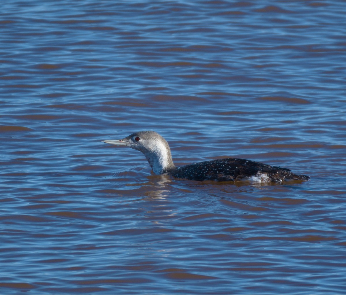 Red-throated Loon - ML611673762