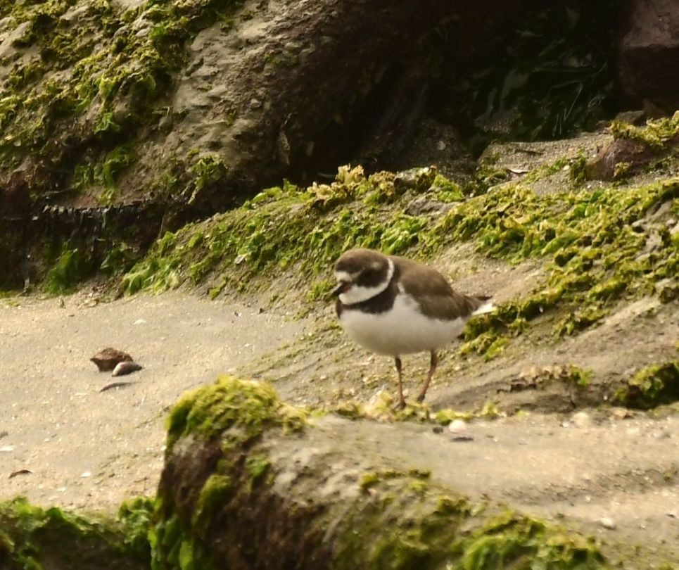 Semipalmated Plover - ML611673779
