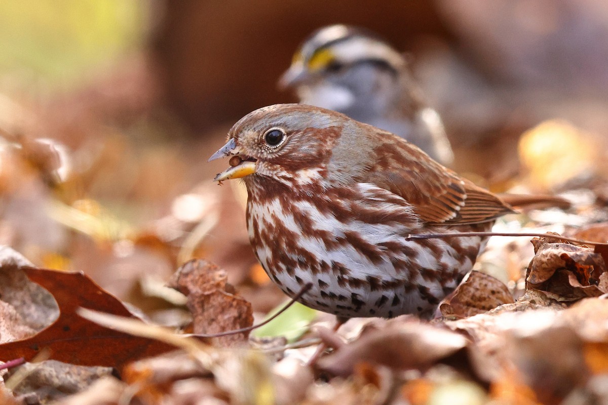 Fox Sparrow (Red) - Sam Zhang