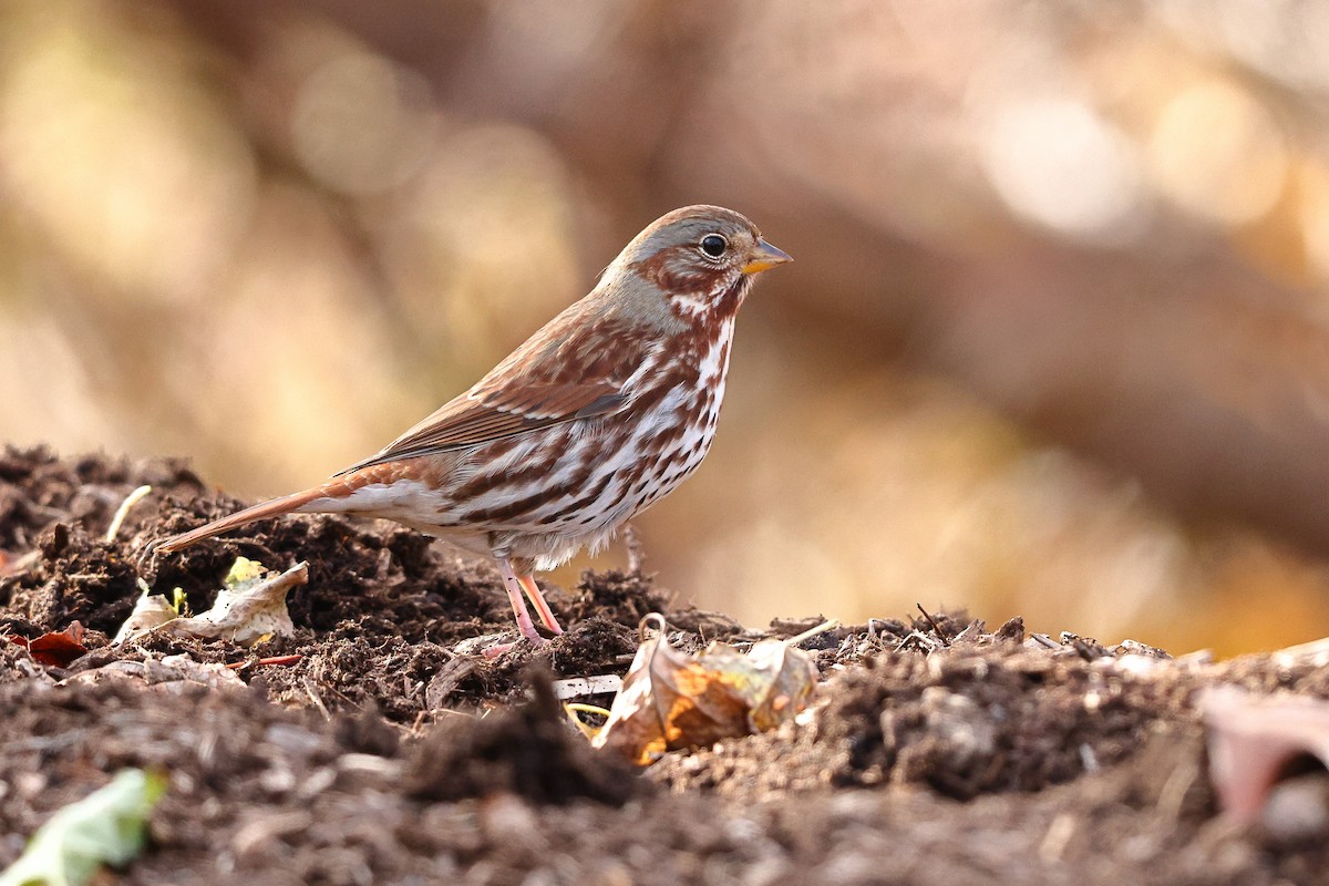 Fox Sparrow (Red) - Sam Zhang