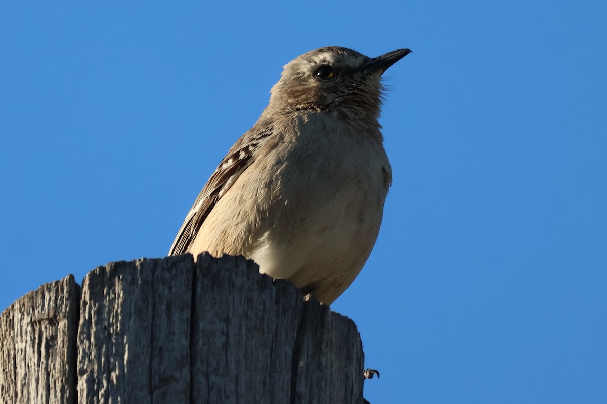 Patagonian Mockingbird - ML611674169